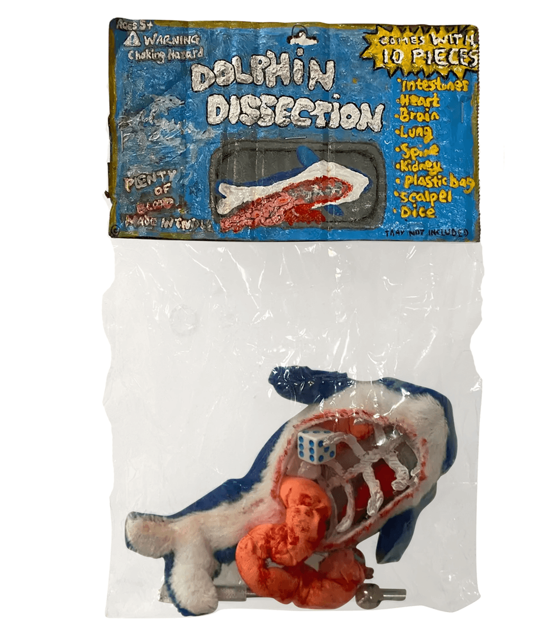 Dolphin Dissection